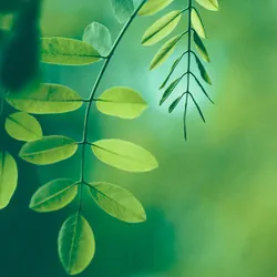 Leaves hanging from a stem on a forest background