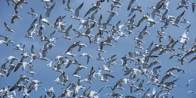 A large flock of terns in flight