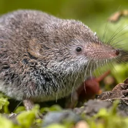 A small shrew in the underbrush