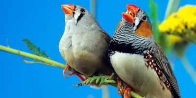 Male and femal zebra finch on a stick