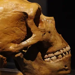Neadertal skull on a black backdrop