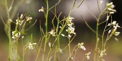 A collection of thale cress photographed in nature