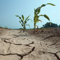 few small corn plants on the drained land. visible damage on the leaves due high temperature