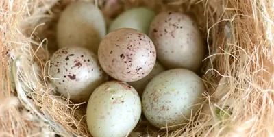 Finch eggs in a nest