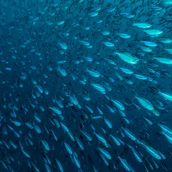 Fish swiming in the ocean