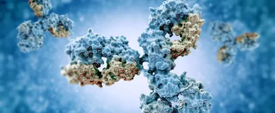 antibodies