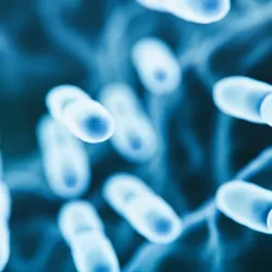 Computer image of gut bacteria, tinted blue