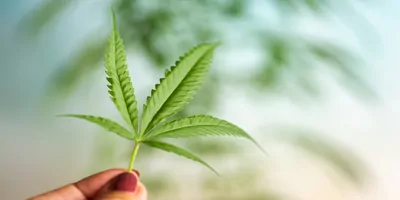 person holding a leaf of marijuana
