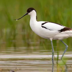 Pied avocet, recurvirostra avosetta, walking in wetland in springtime nature