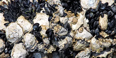 Clams, oysters and mussels on some rocks
