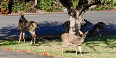 Herd of deer eating apples near a street corner