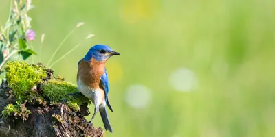 A bird resting on a small patch of dirt