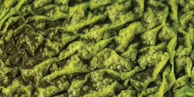 Macro shot of green leaves