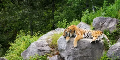 A siberian tiger resting on a rock