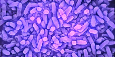 Purple colored bacteria