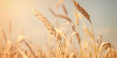 Field of wheat in the sun