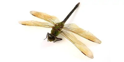 Dragonfly laid out on a white background