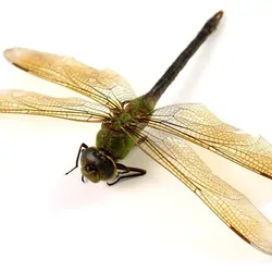 Dragonfly laid out on a white background