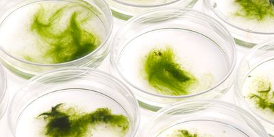 Algae Reveal Clues about Climate Changes Over Millions of Years | Lab ...