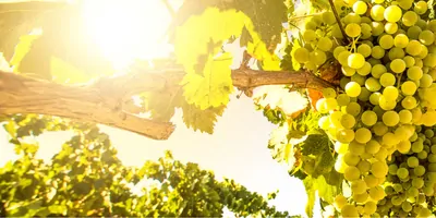 a vine outside with bunches of green grapes growing on it outside in the sunshine