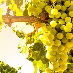 a vine outside with bunches of green grapes growing on it outside in the sunshine