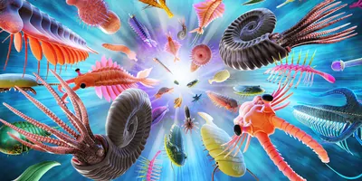 Cambrian explosion or Cambrian radiation