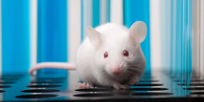 White furred lab mouse 