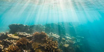 Coral reef underwater with light visible from the surface