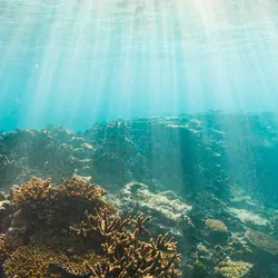 Coral reef underwater with light visible from the surface