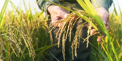 old man checking rice crop 