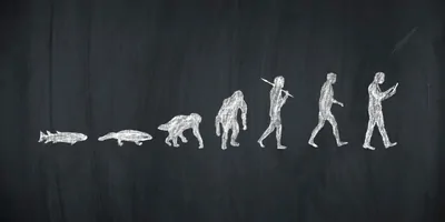 Chalk drawing of evolution from fish to human on a black board