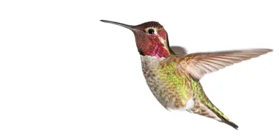Annas Hummingbird - Male on a white background