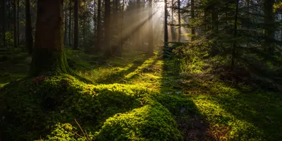 A beautiful forest with moss on the ground and sunlight shinning through the trees 