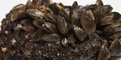 Zebra mussels on a white background