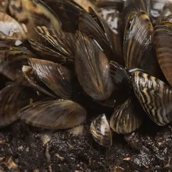Zebra mussels on a white background