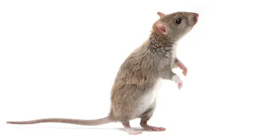 Mouse on a white background