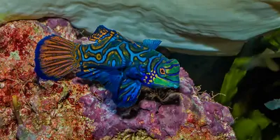 Mandarinfish swimming near some coral