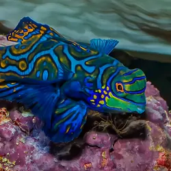 Mandarinfish swimming near some coral