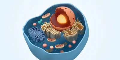 A computer image of a animal cell, bisected, on a white background