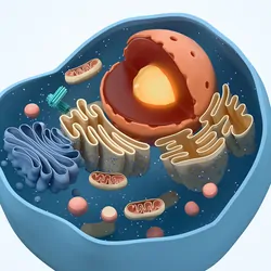 A computer image of a animal cell, bisected, on a white background