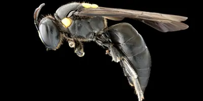Australian native bee, Amphylaeus morosus on a black background