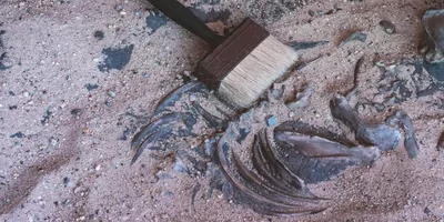 Brush and bones in sand at a dig site