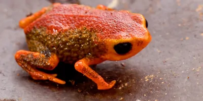 Picture of a Brachycephalus coloratus