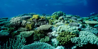 Underwater photo of a coral reef
