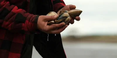Person holding sea clams