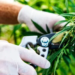 Worker harvests cannabis plant
