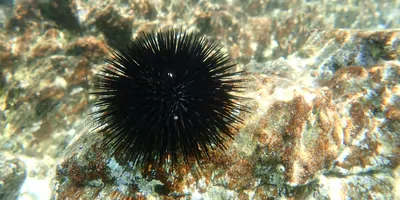 Black sea urchin, underwater