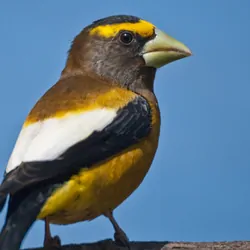 Male evening grosbeak on a branch