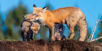 Red female fox with cubs