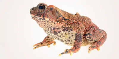 A bony-headed toad on a white background